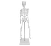 Naroote Modello di Scheletro Umano 45 Cm, Arti Mobili per l'insegnamento dell'apprendimento Scientifico, Applicabile a Studenti Ricercatori, Scheletro Umano in PVC, Ideale per l'istruzione