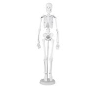 Naroote Modello di Scheletro Umano 45 Cm, Modello di Scheletro Articolato, di Cranio Staccabile con Giunti Mobili, Base e Asta di Supporto in Acciaio Inossidabile, Ideale per l'educazione