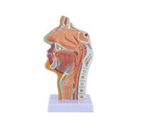 Nasal Cavity Throat Anatomy Model Human Anatomical Pharynx Larynx Model for Students Study Display Teaching