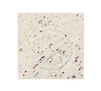 NASTRO MANUBRIO CINELLI CORK GEL BIANCO