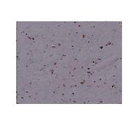 NASTRO MANUBRIO CINELLI CORK GRIGIO