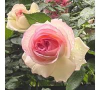 Nasturzio d'appartamento a crescita Aiuole rialzate per il giardino,facili giardino,arredamento moderno per il soggiorno 500semi