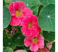 nasturzio - decorativi scalatrici giardino interni giardino balcone decorazioni per esterni semi interni bonsái semi 35pcs