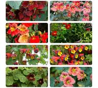 nasturzio - di bonsái, resistenti, perenni semi decorativi selvatici balcone giardino del balcone 150pz