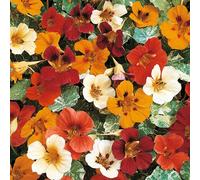 NASTURZIO NANO MISCUGLIO NR.50 SEMI