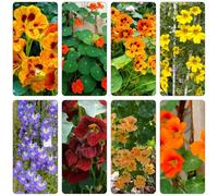 nasturzio perenni resistenti di balcone semi decorazione giardino riverdimento tetti balcone parterre interno 250pcs