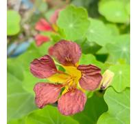 nasturzio rampicante - Giardino resistenti balcone 50semi