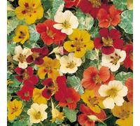 NASTURZIO RAMPICANTE MISCUGLIO NR.30 SEMI