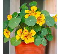 nasturzio rampicante - Vecchie varietà resistenti in vaso Aiuole rialzate per il giardino roccioso biologici esterno balcone con 55semi