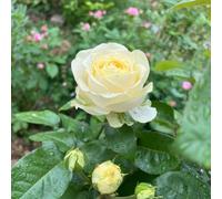 Nasturzio resistenti all'ombra,in vaso resistenti in vaso,colorate Aiuole rialzate per il giardino,facili di semi di,giardino,300semi