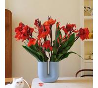 Nasturzio resistenti in vaso,colorate Semi di resistenti,giardino giardino,decorative arredamento ufficio,meravigliosamente vivaci 400semi