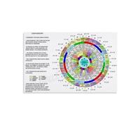 Natal Moon Poster Lunar Mansions | Midnight journaling gains clarity via bold walls(Unframed,08x12inch(20x30cm))