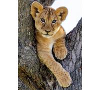 Nathan - Puzzle Cucciolo di leone del deserto - 1000 Pezzi