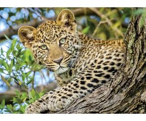 Nathan - Puzzle da 500 pezzi - Gli occhi del leopardo - Adulti e bambini a partire dai 12 anni - Puzzle di alta qualità - Misura perfetta - Collezione Wild Life - 12000959