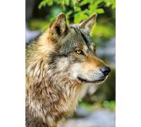 Nathan - Puzzle Lupo grigio europeo - 1000 Pezzi
