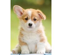 Nathan Puzzle per adulti, 12000961