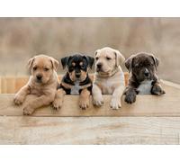 Nathan Puzzle per adulti, 12001145