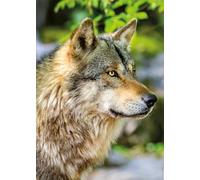 Nathan- Puzzle per Adulti, 12001146