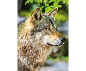 Nathan - Puzzle per adulti - Puzzle da 1000 pezzi - Lupo grigio europeo - Adulti e bambini a partire dai 14 anni - Puzzle di alta qualità - Misura perfetta - Collezione Wild Life - 12001146