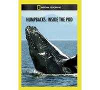 Humpbacks: Inside the Pod (DVD)