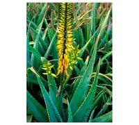 Natur ALOE VERA ESS 7,4ML CALF