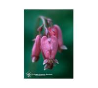 Natur BLEEDING HEART ESS 7,4ML CALF