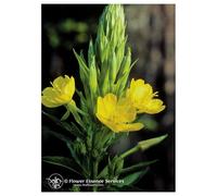 Natur EVENING PRIMROSE 7,4ML CALF