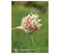 Garlic Ess 7,4ml Calf