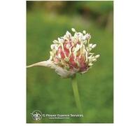 natur Garlic ess 7,4ml calf