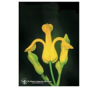 Natur GOLDEN EAR DROPS 7,4ML CALF