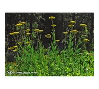 Natur GOLDEN YARROW ESS 7,4ML CALF