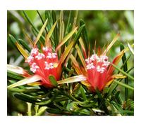 Natur MOUNTAIN DEVIL ESSENZA 15 ML 1 PEZZO