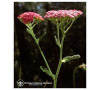 Natur PINK YARROW ESS 7,4ML CALF