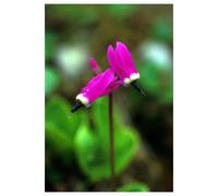 Natur SHOOTING STAR 7,4ML ALASKA