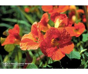 natur srl Nasturtium ess 7,4ml calf