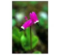 natur srl Shooting star 7,4ml alaska