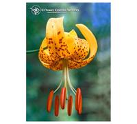 Natur TIGER LILY ESS 7,4ML CALF