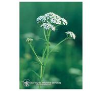 Natur YARROW ESS 7,4ML CALF