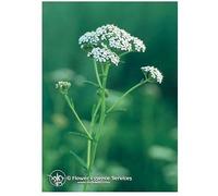 natur Yarrow ess 7,4ml calf