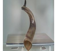 Natural Judaica Kosher 24-28" Yemenite Kudu Shofar Horn Israel - Full Published