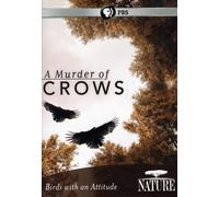 Nature: A Murder of Crows