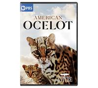 NATURE: American Ocelot