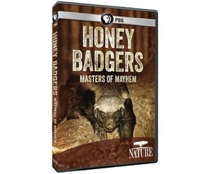 Nature: Honey Badgers - Masters of Mayhem