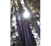 Nature Notebooks: Redwood Love