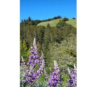 Nature Notebooks RedwoodLove: Lupine Meadow