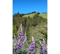 Nature Notebooks RedwoodLove: Lupine Meadow