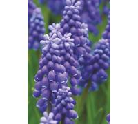 Nature plant floral notebook: Daily diary journal| Reminder Planner| Get organized| 6x9 size| 200 pages| lovely gifts| | Cream colour paper inside calmer look