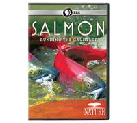 Nature: Salmon Running the Gauntlet