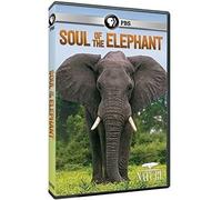 Nature: Soul of the Elephant (DVD)