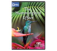 NATURE: The Hummingbird Effect